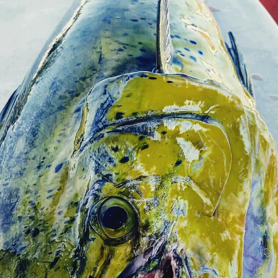 A close-up of a vibrant mahi-mahi's head, showcasing its striking colors and details, emphasizes the allure of "Unforgettable Fishing Trips in the Florida Keys with Fish Daily Charters". This image captures the beauty and excitement of fishing in the pristine waters of the Florida Keys with Fish Daily Charters.