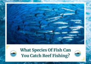 A large school of fish swimming in the clear blue waters, showcasing the diversity of marine life found in reef fishing areas. The image is part of a blog post titled What Species Of Fish Can You Catch Reef Fishing? by Fish Daily Charters, prominently featuring the keyword in the text overlay along with the Fish Daily Charters logo.