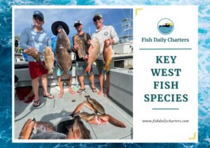 The image shows a group of anglers on a boat proudly displaying a variety of fish they've caught in Key West, including Grouper, Snapper, and others. The text "Key West Fish Species" is centered on the right side of the image, with the Fish Daily Charters logo above it and the website URL "www.fishdailycharters.com" below, all maintaining the consistent branding style.