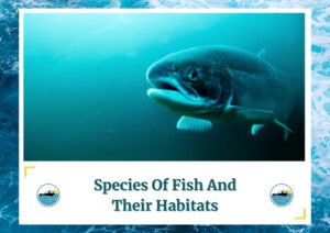 The image shows a large fish swimming in clear, deep blue water. The fish is the focal point of the image, highlighting its size and habitat. The text at the bottom of the image reads Species Of Fish And Their Habitats, with the Fish Daily Charters logo on either side.
