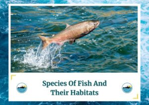 A salmon is captured in mid-jump out of the water, creating a splash as it breaks the surface. The water is blue-green, with the fish showcasing a silvery-brown color. The text at the bottom reads "Species Of Fish And Their Habitats" with the Fish Daily Charters logo on either side.