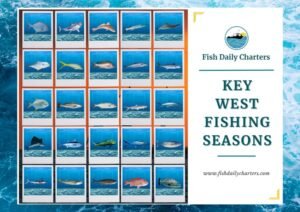 This featured image displays a grid of fish species typically found in Key West, with an oceanic background. The image showcases a variety of fish, arranged in rows, representing species such as tarpon, mahi-mahi, barracuda, and sharks, symbolizing different fishing seasons in the area. On the right, the text "Fish Daily Charters - Key West Fishing Seasons" is prominently featured along with the website URL, emphasizing the availability of fishing charters year-round in Key West.