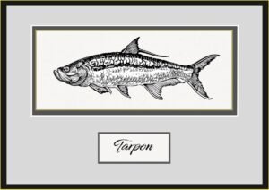 Detailed black-and-white illustration of a tarpon fish, showing its elongated body, prominent dorsal fin, and distinct scale pattern. The image is framed with a subtle gray and gold border, with 'Tarpon' written below in an elegant script font.